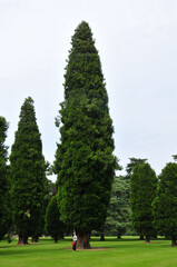 Fototapeta premium a woman standing under a towering tree in the garden
