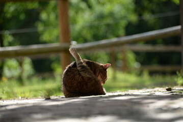 Getigerter Kater putzt und kratzt sich in der Sonne