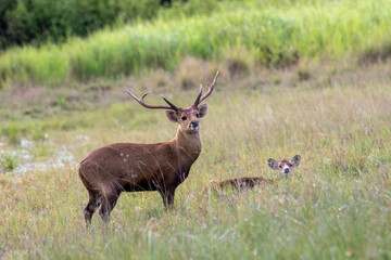 red deer stag