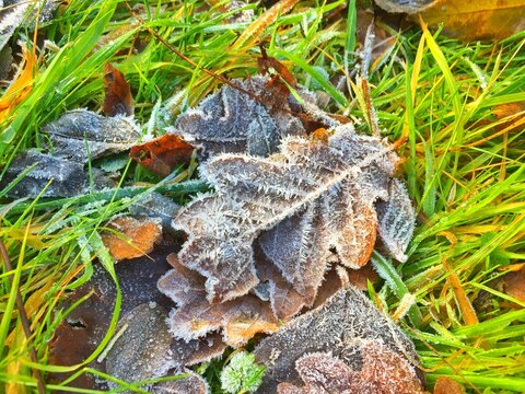 Frozen