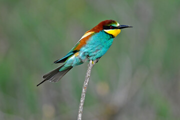 Bienenfresser // European bee-eater (Merops apiaster)