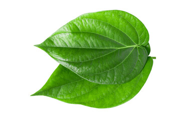 Fototapeta na wymiar Green betel leaves isolated on white background,clipping path