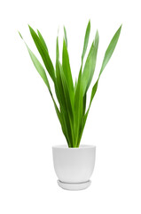 Ornamental plants in white pots Sun Xavieria with long green leaves Isolated on a white background