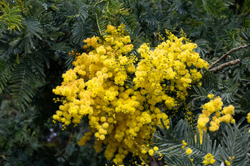 Mimosa flowers blooming in the spring