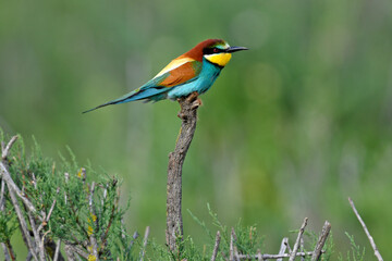 European bee-eater // Bienenfresser (Merops apiaster) - Greece