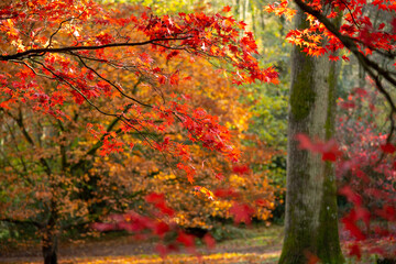 Red, Orange, and Green