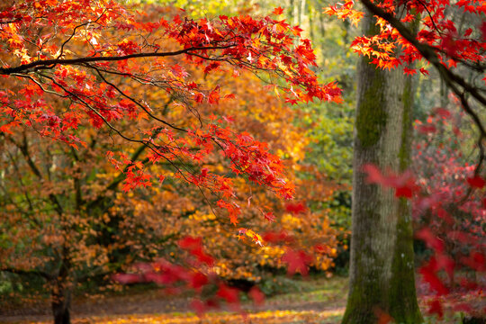 Red, Orange, and Green