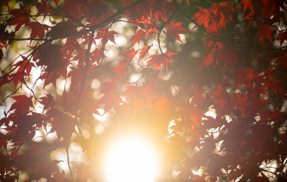 Red Warm
