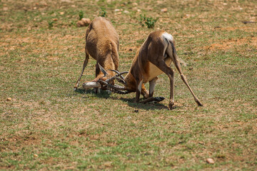 Two impalas clashing during mating season