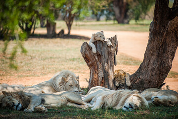 Pride of lions taking a nap