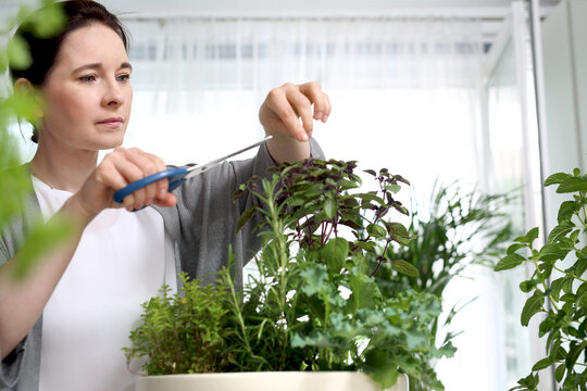 Home Herbarium. A Woman Is Cutting Herbs In Her Home Garden