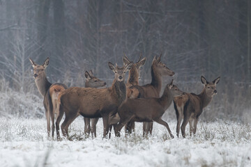 Naklejka na ściany i meble Beautiful herd of red deer, Cervus elaphus, on a white meadow in the snow, large forest animals in the game refuge, nature reserve in winter, beautiful snow-covered meadow and wild animals