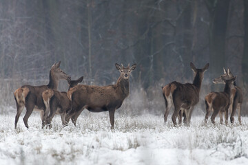 Beautiful herd of red deer, Cervus elaphus, on a white meadow in the snow, large forest animals in the game refuge, nature reserve in winter, beautiful snow-covered meadow and wild animals