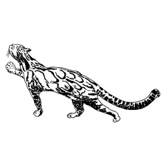 Leopard, wild cat. Hand drawn sketch of clouded leopard. Vector.