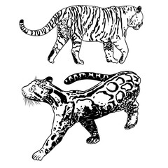 Set of realistic tiger and Clouded leopard in different poses and movement roaring. Animals of Asia, predatory mammals growling. Chinese lunar New Year 2022 symbol. Vector.
