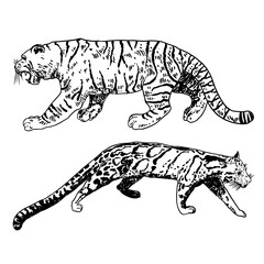Set of realistic tiger and Clouded leopard in different poses and movement roaring. Animals of Asia, predatory mammals growling. Chinese lunar New Year 2022 symbol. Vector.
