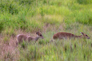 gazelle walking in the grass