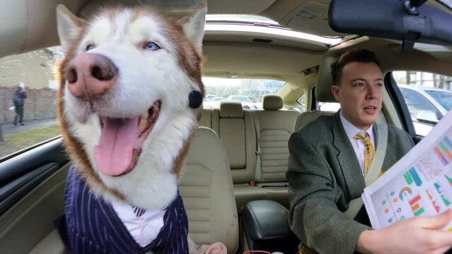 Portrait funny attractive businessman driving speak with a friend dog show documents. Husky wear suit sitting in a car on sunny day. Cute pet. Smiling. Travel together. Funny animal content. Close up