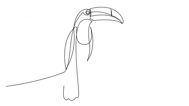 Animated self drawing of continuous line toucan bird with big beak sitting on branch for logo identity. Exotic animal mascot concept for national conservation park icon. Single line animation.
