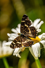 Motyl na leśnej łące © Robert Szymanski 