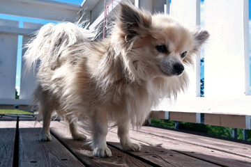 Chihuahua dog on the porch