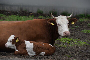 Fototapeta na wymiar Tierliebe auf dem Land. Braungefleckte Kuh mit Kalb liegend im Freien