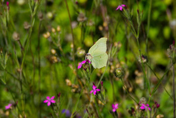 Common brimstone butterfly (Gonepteryx rhamni) perched on pink flower in Zurich, Switzerland