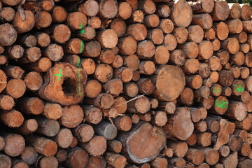 Stack of chopped firewood in forest
