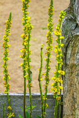 Yellow white colorful flower flowers plants on green meadow Germany.
