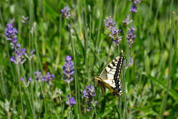 Old World Swallowtail or common yellow swallowtail (Papilio machaon) sitting on lavender in Zurich, Switzerland