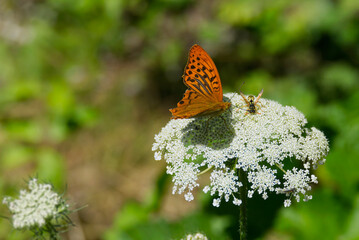 Silver-washed Fritillary butterfly (Argynnis paphia) sitting on white flower in Zurich, Switzerland