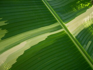 Close-up of spotted banana leaves