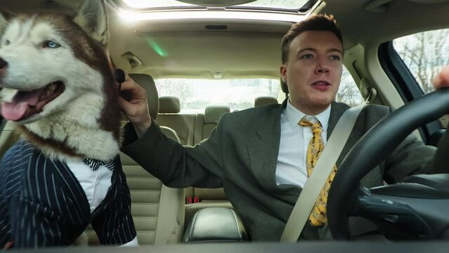Funny attractive businessman driving speak with a friend dog hold document show to pet. Husky wear suit sitting in a car on sunny day. Smiling. Travel together. Close up