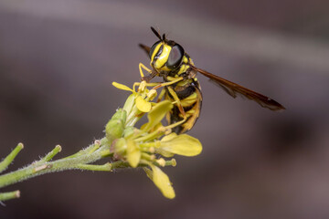 Chrysotoxum intermedium hoverfly on a yellow flower