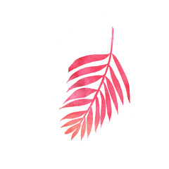 red leaf isolated