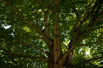 Tree Trunk and Branches