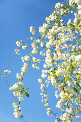 Twigs with white flowering rosebuds are located against the background of the blue sky. A vertical image.