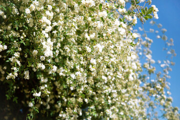 A long branches with buds of white small roses are located against the background of the blue sky. The background of a rose bush.