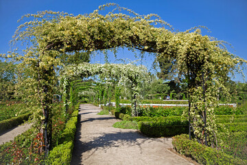 A garden with metal arches supports with white curled roses. Paths in a public rose garden during flower blooms.
