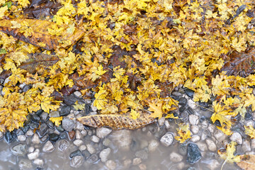 yellow leaves lie on the stones