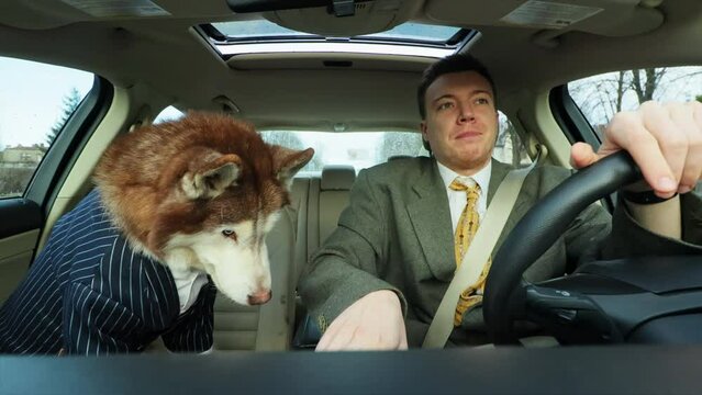 Young attractive businessman driving use speak on phone drinks coffee with a friend dog. Husky sitting in a car on sunny day. Cute pet. Smiling. Travel together. Close up