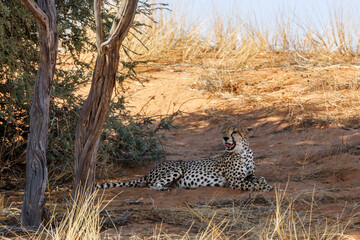 Cheetah chilling down and yawning under tree in Kgalagadi transfrontier park, South Africa ; Specie Acinonyx jubatus family of Felidae