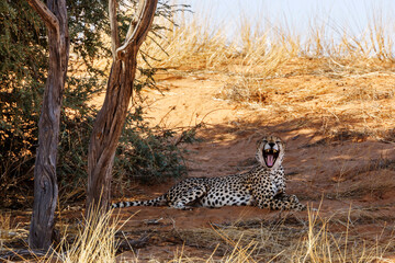 Cheetah chilling down and yawning under tree in Kgalagadi transfrontier park, South Africa ; Specie...