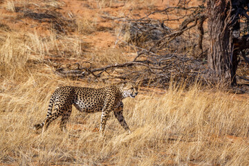 Cheetah walking in dry savannah in Kgalagadi transfrontier park, South Africa ; Specie Acinonyx jubatus family of Felidae