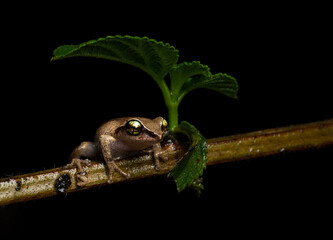 frog under leaf