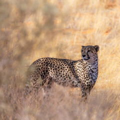 Cheetah roaring in dry savannah in Kgalagadi transfrontier park, South Africa ; Specie Acinonyx jubatus family of Felidae