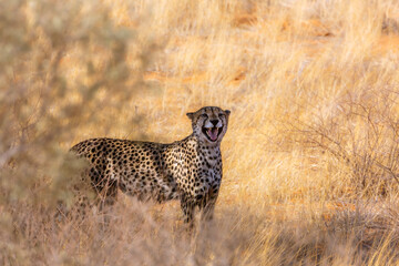 Cheetah roaring in dry savannah in Kgalagadi transfrontier park, South Africa ; Specie Acinonyx jubatus family of Felidae