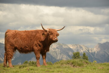 in den highlands. Schottische Hochlandrinder auf der Almweide vor Bergpanorama