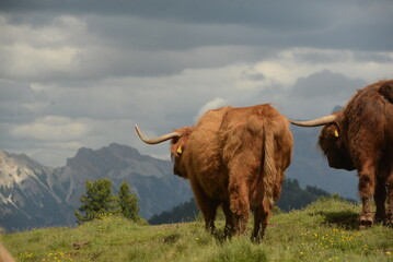 in den highlands. Schottische Hochlandrinder auf der Almweide vor Bergpanorama