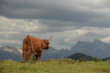 in den highlands. Schottische Hochlandrinder auf der Almweide vor Bergpanorama